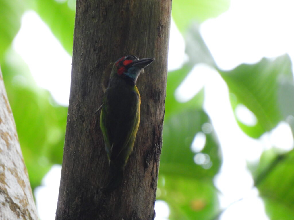 Today marks a year since this website was launched. Memories of great birding adventures