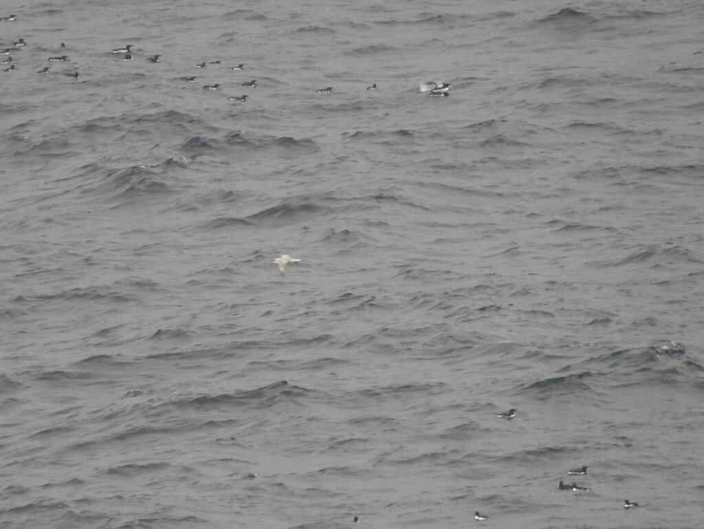 Northern fulmar surrounded by alcids off Hornøya, Varanger Peninsula, Norway, 16 May 2024