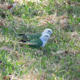 Gray-headed lovebird (Agapornis canus) males