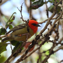 Mauritius fody (Foudia rubra) male