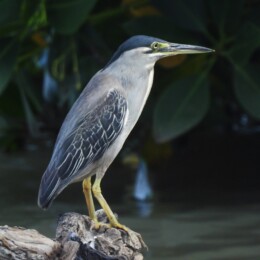 Little heron (Butorides striata)