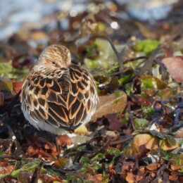 Little stint (Calidris minuta)
