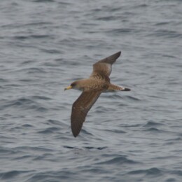 Cory's shearwater (Calonectris borealis)