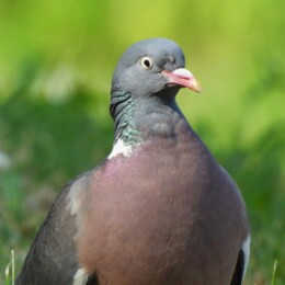 Common wood pigeon (Columba palumbus)
