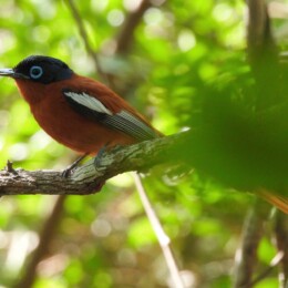 Malagasy paradise flycatcher (Terpsiphone mutata) male
