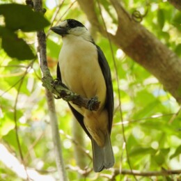 Van Dam’s vanga (Xenopirostris damii)