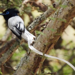 African paradise flycatcher (Terpsiphone viridis) male