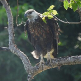 Madagascar fish eagle (Icthyophaga vociferoides)