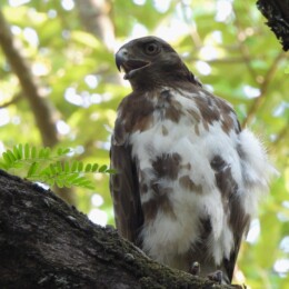 Madagascar buzzard (Buteo brachypterus)