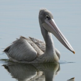 Pink-backed pelican (Pelecanus rufescens)