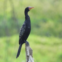 Reed cormorant (Microcarbo africanus)