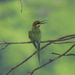 Olive bee-eater (Merops superciliosus)