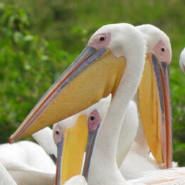 Great white pelican (Pelecanus onocrotalus)
