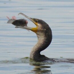 Great cormorant (Phalacrocorax carbo lucidus)