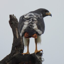 Augur buzzard (Buteo augur)