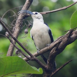 Sickle-billed vanga (Falculea palliata)