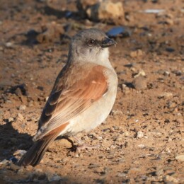 Northern gray-headed sparrow (Passer griseus)