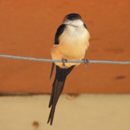 African red-rumped swallow (Cecropis melanocrissus)