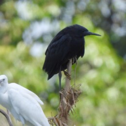 Black heron (Egretta ardesiaca)