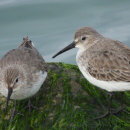 Dunlin (Calidris alpina)