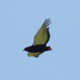 Bateleur (Terathopius ecaudatus)