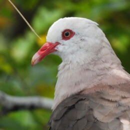 Pink pigeon (Nesoenas mayeri)