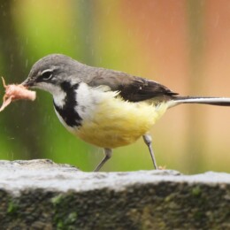 Madagascar wagtail (Motacilla flaviventris)