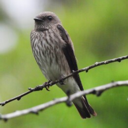 Mascarene martin (Phedina borbonica)