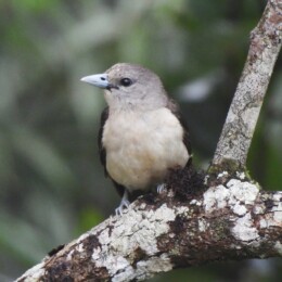 White-headed vanga (Artamella viridis)