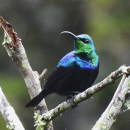 Madagascar green sunbird (Cinnyris notatus) male