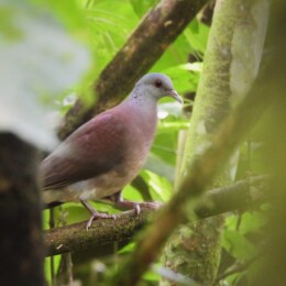 Malagasy turtle dove (Nesoenas picturatus)