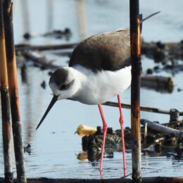 Black-winged stilt (Himantopus himantopus)
