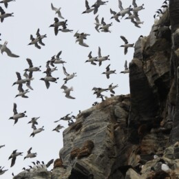Common murre (Uria aalge)