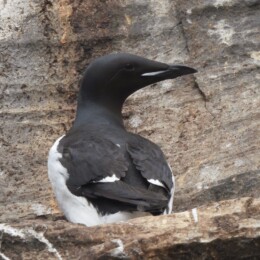 Thick-billed murre (Uria lomvia)