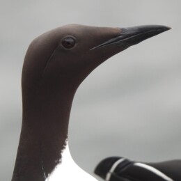 Common murre (Uria aalge)