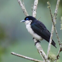 Chabert vanga (Leptopterus chabert)