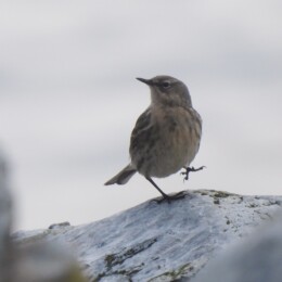 European rock pipit (Anthus petrosus)