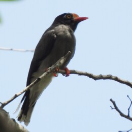 Chestnut-fronted helmetshrike (Prionops scopifrons)