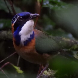 Pitta-like ground roller (Atelornis pittoides)