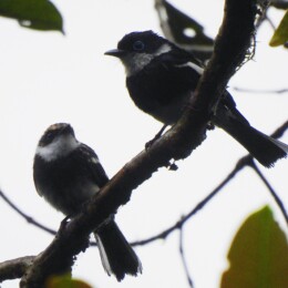 Ward’s vanga (Pseudobias wardi)