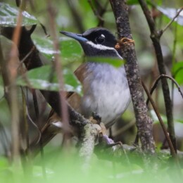 Crossley’s vanga (Mystacornis crossleyi)