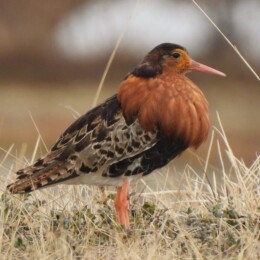 Ruff (Calidris pugnax)