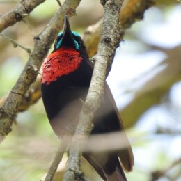 Scarlet-chested sunbird (Chalcomitra senegalensis)