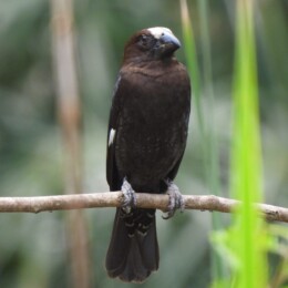 Thick-billed weaver (Amblyospiza albifrons)