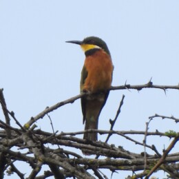 Cinnamon-breasted bee-eater (Merops oreobates)