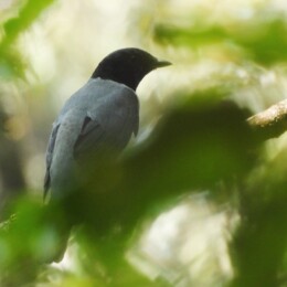 Madagascar cuckooshrike (Ceblepyris cinereus)