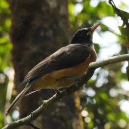 Tylas vanga (Tylas eduardi)