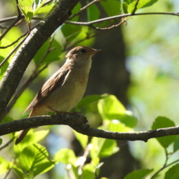 Thrush nightingale (Luscinia luscinia)