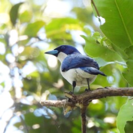 Madagascar blue vanga (Cyanolanius madagascarinus)