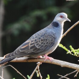 Dusky turtle dove (Streptopelia lugens)